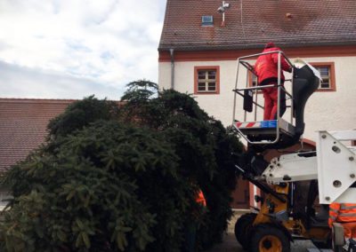 Weihnachtsbäume in Finsterwalde